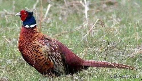 山鸡鱼的爆料方法视频教程,视频教程全解析 第1张 山鸡鱼的爆料方法视频教程,视频教程全解析 第1张