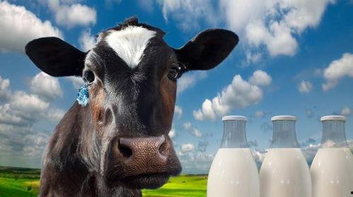 奶牛在线观看 第2张 奶牛在线观看 第2张